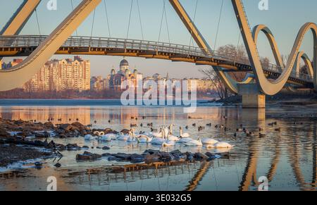 Swans swim on the Dnipro River at golden sunrise in Obolon district, Kyiv, Ukraine. Reflections create a peaceful morning landscape. Stock Photo