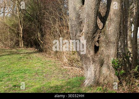 A large tree stands in a park surrounded by bushes and grass. The bark shows distinct patterns and textures. Sunlight shines on the area, creating a n Stock Photo