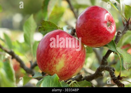 Red apple on tree branch. Malus domestica 'Red Falstaff', heavy cropping dessert apple. UK Stock Photo