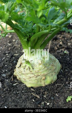 Celeriac growing in a vegetable garden. UK. Celeriac 'Brilliant'. Stock Photo