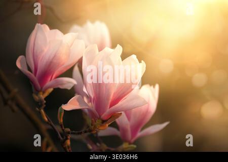 Magnolia blossoms in a beam of warm sunlight with blurred bokeh dark background. A botanical spring photo with beautiful flowers on a branch. Stock Photo