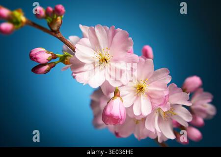Cherry blossom with delicate soft pink flowers on a branch, closeup with elegant blue background Stock Photo