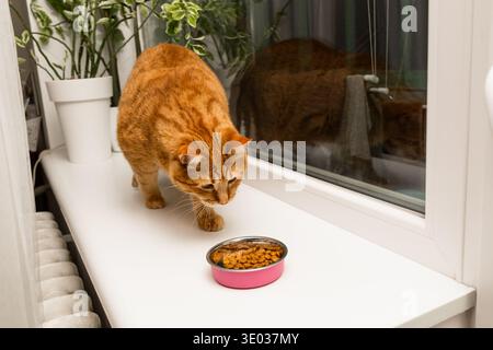 cat Stock Photo