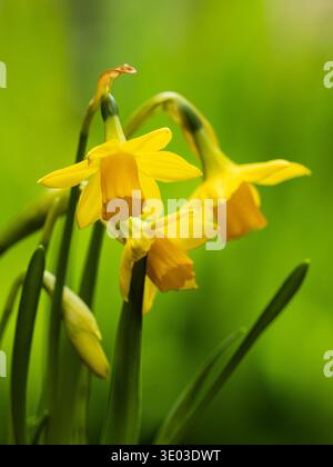 Early spring flowering dwarf daffodils, Narcissus Tete a Tete Stock Photo