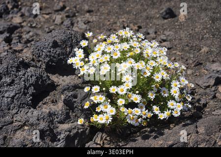 Cluster of daisies on volcanic rock under bright sunlight, Canary island marguerite, Argyranthemum frutescens, growing in arid climate, dry, drough, i Stock Photo