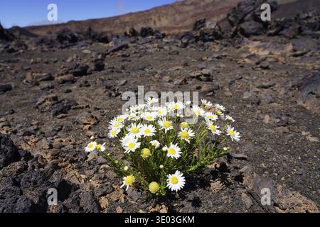 Daisies with yellow centers amidst volcanic rocks on a bright sunny day, Canary island marguerite, Argyranthemum frutescens, growing in arid climate, Stock Photo