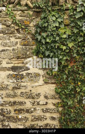 Old stone wall covered partially with green ivy climbing plant and yellow lichen growing on rough texture. Cotswolds, England, United Kingdom Stock Photo