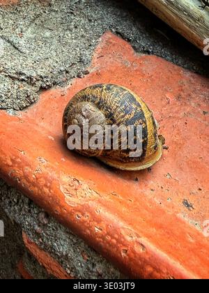 Close up of a garden snail resting on a textured, reddish orange terracotta surface with rough grey stone nearby Stock Photo