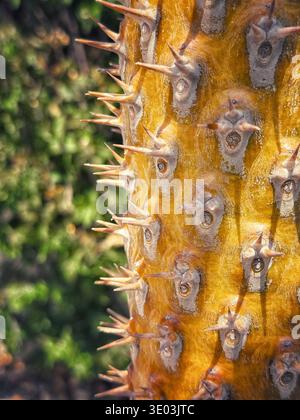 Close up of the spiny, textured, bright yellow-orange trunk of a tropical succulent plant Stock Photo