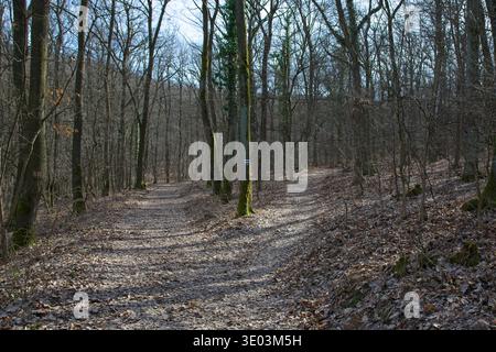 Y-shaped forest path junction on the National Blue Trail near Csobanka, Hungary. Concept of choice, decision making and road less traveled Stock Photo