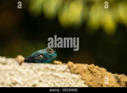 Acanthocercus ugandaensis - Uganda blue-headed tree agama sitting on a wall near Entebbe. Stock Photo