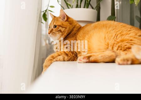 cat Stock Photo