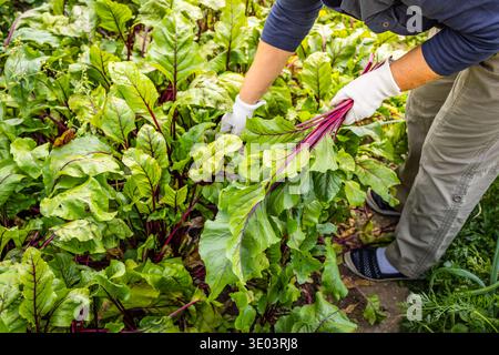 Hands gather fresh beets from garden soil. Harvesting root vegetables, organic produce grown Stock Photo