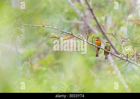 Two cinnamon-chested bee-eaters (Merops oreobates) perched in a tree. Stock Photo