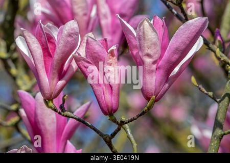 Blooming Magnolia liliiflora / Mulan magnolia / tulip magnolia / lily magnolia showing pink flowers in spring, native to southwest China Stock Photo