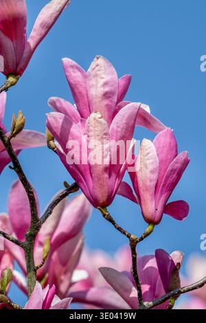 Blooming Magnolia liliiflora / Mulan magnolia / tulip magnolia / lily magnolia showing pink flowers in spring, native to southwest China Stock Photo
