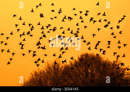 European starling murmuration / large flock of common starlings (Sturnus vulgaris) in flight silhouetted against orange sunset sky Stock Photo