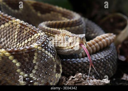 Rattlesnake tongue Stock Photo