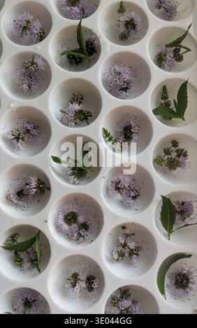 Ice cubes with water and fresh flowers closeup. Stock Photo