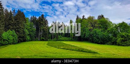 View of the mixed forest and a green meadow against the backdrop of blue sky with white clouds Stock Photo