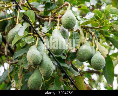 Avocado fruits on the avocado tree close-up. Stock Photo