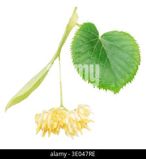 Fresh linden flowers with green leaves isolated on a white background. These aromatic blossoms from the Tilia tree are widely used for making healthy Stock Photo