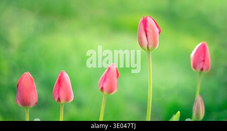 Delicate, pink tulip buds on a blurred green background. Beautiful unopened tulips in the garden. Stock Photo