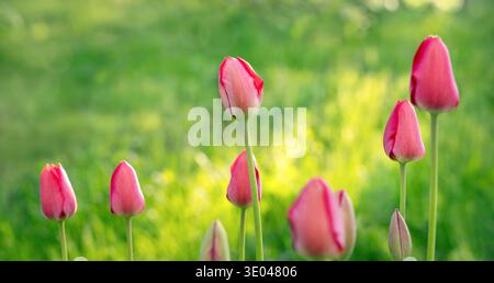 Pink tulip buds on a blurred background. Close-up of pink tulip buds with fresh green leaves. Stock Photo