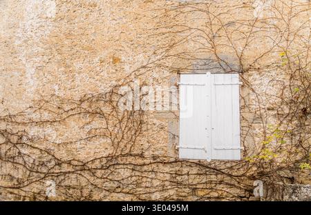 A rustic stone wall with white wooden shutters is adorned by creeping vines, creating a picturesque and timeless scene. Subtle textures and organic li Stock Photo