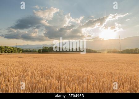 A serene summer scene captures a golden wheat field bathed in sunlight. The expansive landscape stretches toward distant hills under a sky filled with Stock Photo