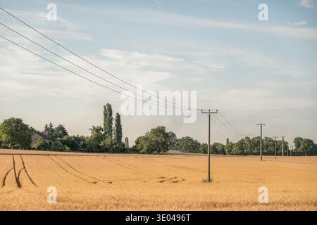 A vast wheat field glows golden under the summer sun, with clear blue skies overhead. Telephone poles and lush green trees line the horizon, adding de Stock Photo