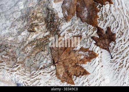 Brown autumn leaves lie on a textured travertine surface, showcasing the natural beauty of rugged stone patterns contrasting with the simplicity of th Stock Photo