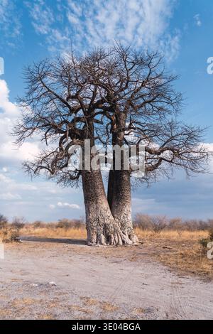 A stunning view of an ancient baobab tree in Namibia, Africa. Its massive trunk and twisted branches stand tall against a clear blue sky, embodying th Stock Photo