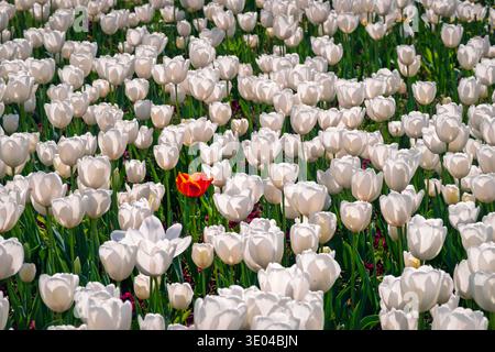 A vibrant red tulip stands out beautifully amidst a sea of white tulips, set in a sunlit spring field. This captivating contrast showcases the beauty Stock Photo