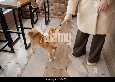 A small dog on a leash meets an outstretched hand indoors. The setting suggests a winter walk as the person wears a warm coat and pants, symbolizing c Stock Photo