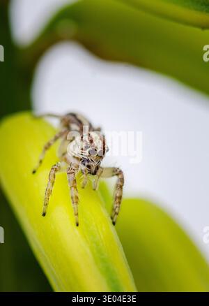 Detailed macro portrait of a jumping spider standing on a green plant leaf with soft blurred background and shallow depth of field. Stock Photo