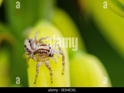 Close-Up Macro Portrait of Jumping Spider on Bright Green Leaf. Natural soft lighting and shallow depth of field, smooth green bokeh background. Stock Photo