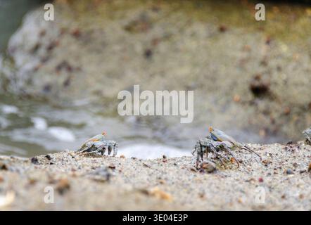 Small fiddler crabs standing on sandy coastal terrain near the water. Marine crustaceans in natural shoreline habitat. Stock Photo