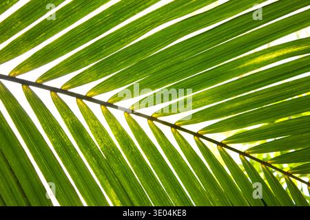 Close-up Palm tree Leaf texture background of coconut palm leaves decoration, green palm branch, exotic foliage pattern, design element for tropical i Stock Photo