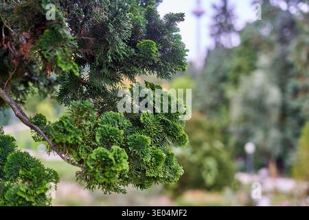 Close-up macro shot of vibrant green Hinoki cypress (Chamaecyparis obtusa) branches with dense, scale-like foliage in sharp focus. The ornamental... Stock Photo