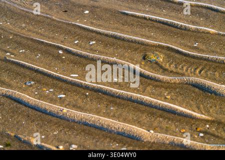 Close-up of wet sand with ripple patterns from receding waves, scattered shells and small debris on a beach surface. Stock Photo