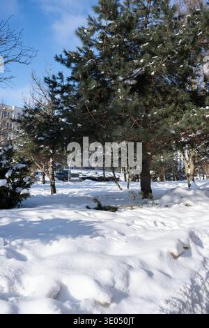 snow-covered urban park scene centered on a towering evergreen pine with snow-dusted branches and trunk, bright blue sky and sunlight casting crisp sh Stock Photo