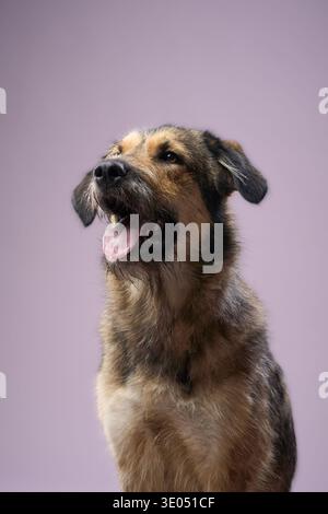 The dog sits upright with an alert pose and open mouth. Its coat is rough and a mix of tan and black shades. Stock Photo