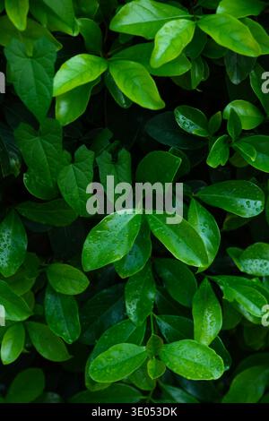Saturated bush leaves Stock Photo