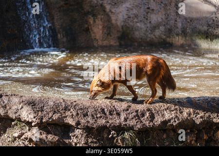 A wild dhole, also known as an Asiatic wild dog, drinks from a rocky stream in its natural habitat, highlighting wildlife behavior and conservation in a forest environment. Stock Photo
