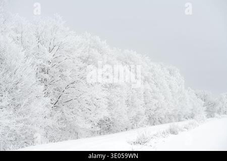 Frost-covered forest in winter landscape, Lithuania Stock Photo