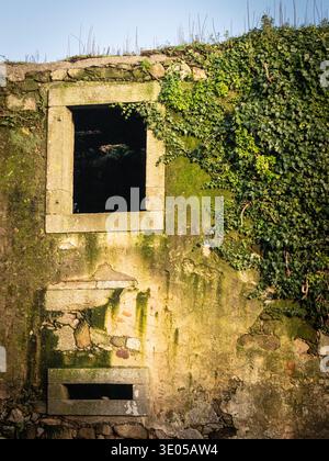 Ivy-Clad Abandoned Stone Window Stock Photo