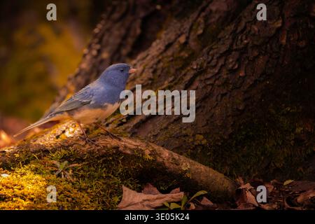 A dark eyed junco stops in a spot of warm light on a moss covered tree trunk. Warm highlights and cool shadows. Stock Photo