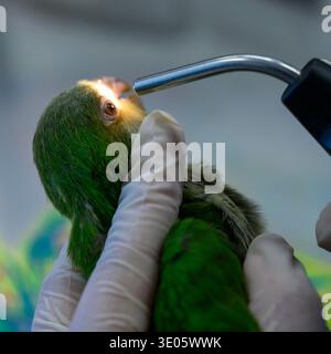 Veterinary staff examining a newly admitted monk parakeet, also known as the quaker parrot, (Myiopsitta monachus) for eye reflexes. Photographed at the Israeli Wildlife Hospital, Ramat Gan, Israel. Stock Photo