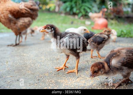 Baby chicken looking to the side while standing on a concrete ground covered with yellow food pellets, with other chicks and mother hen in the backgro Stock Photo